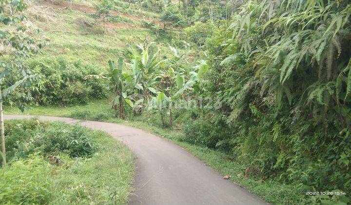 lokasi Buat investasi+ berkebun buah di bogor  5