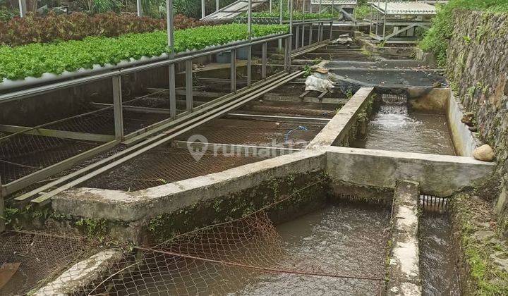 lokasi +Villa+Kolam ikan+ MDPL 500 di bogor 1
