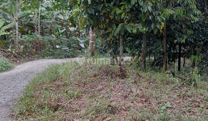 Lokasi kebun aneka buah Buat villa d leuwisadeng bogor barat  1