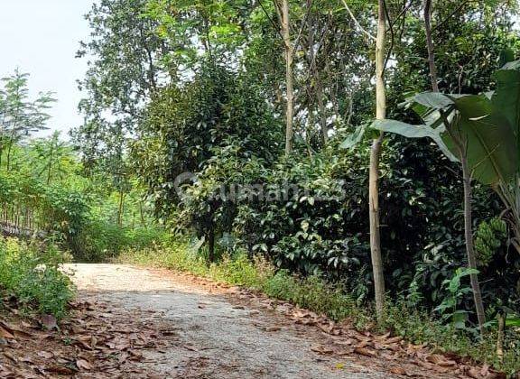 lokasi kebun manggis buat villa di leuwisadeng bogor barat 2