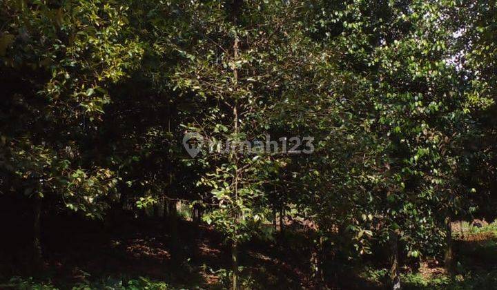 Kebun Buah Duren Dan Manggis Di Jual Di Bogor Barat Leuwiliang  1