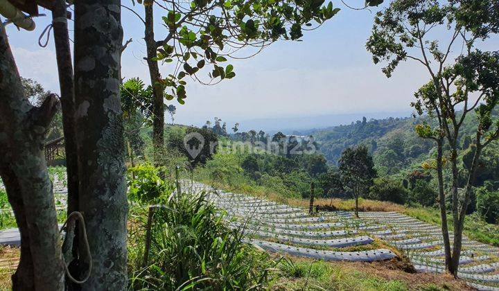 Tanah di jual cepat Sejuk MDPL 900 d kaki Gunung pangrango di bogor 2