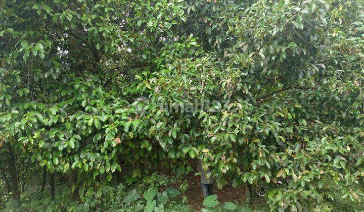 Kebun Buah Duren Dan Manggis Di Jual Di Bogor Barat Leuwiliang  2