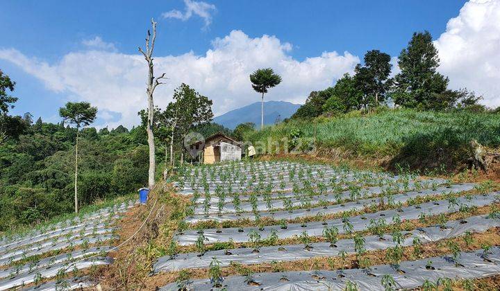 Tanah di jual cepat Sejuk MDPL 900 d kaki Gunung pangrango di bogor 1