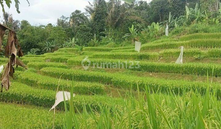 Lokasi Buat Kolam Ikan & Resort Di Paburan Sukamakmur Bogor Timur  1