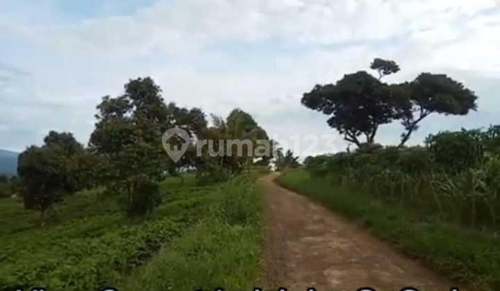 Tanah Di Cianjur Warung Kondang Buat Argowisata& Pertanian  2