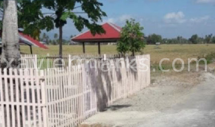 Tanah Persawahan Produktif di Perkotaan Jalan Kesehatan Gorontalo