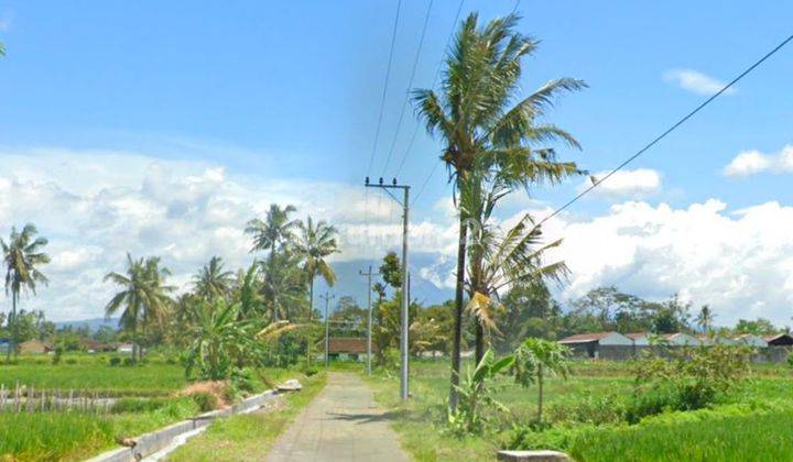 Tanah view Sawah di Utara Tajem(Selomartani) Sleman 1