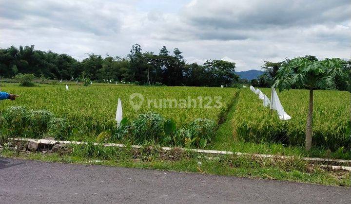 Tanah Sawah Yang Asri Dan Sejuk Di Margokaton Seyegan, Sleman 1