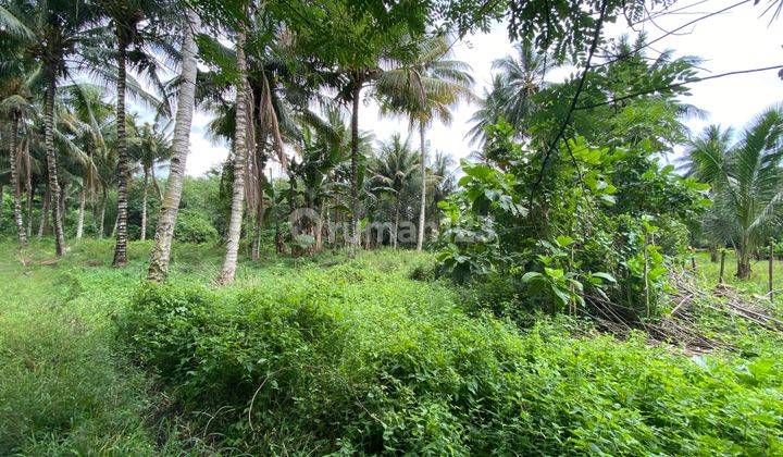 Tanah Cocok Untuk Berkebun 2