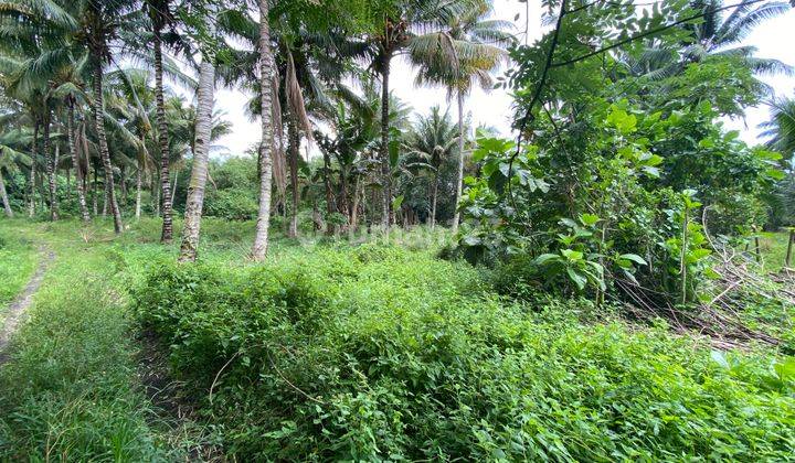 Tanah Cocok Untuk Berkebun 3
