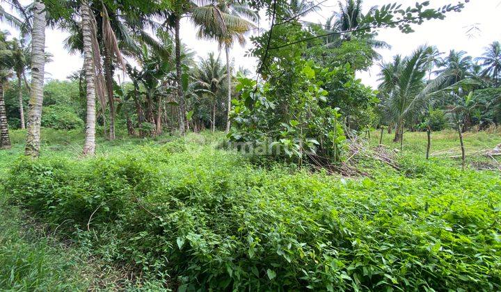 Tanah Cocok Untuk Berkebun 4