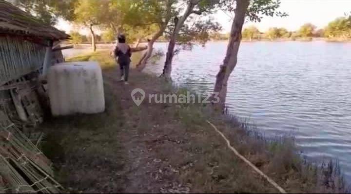 Tambak Aktif Termurah Kalanganyar Sedati 2
