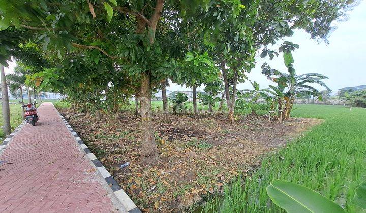 Tanah Sawah Produktif Dan Kebon Jati Depan Lapangan Nguwer Pas 1