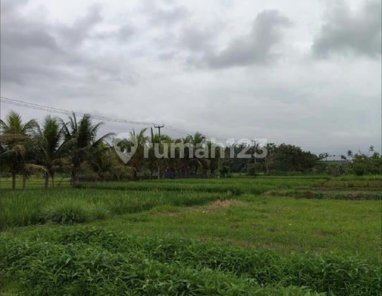 Strategic Plot by Main Road Dimengwi Bali Land in Mengwi 100.0 m²