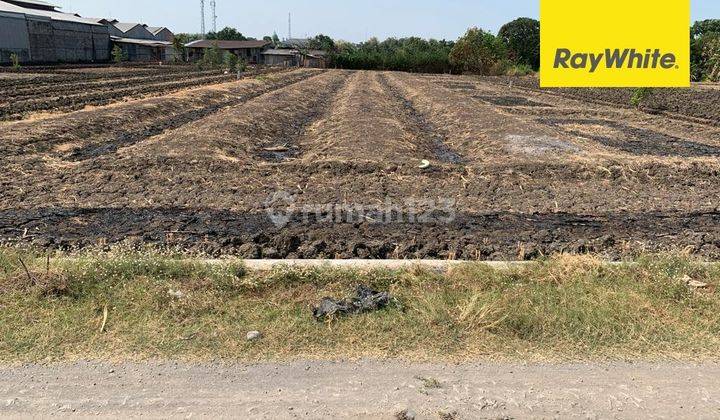 Dijual Tanah SHM Strategis Akses Kontainer Raya Domas Gresik 1