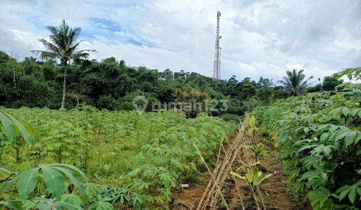 Jual Lahan Kebun 1,6 Milyar di Bojong Murni Bogor
 2