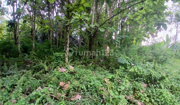 2.555 Sq.m. Plot Land In The Middle Of Bali Island For 99 Years 2