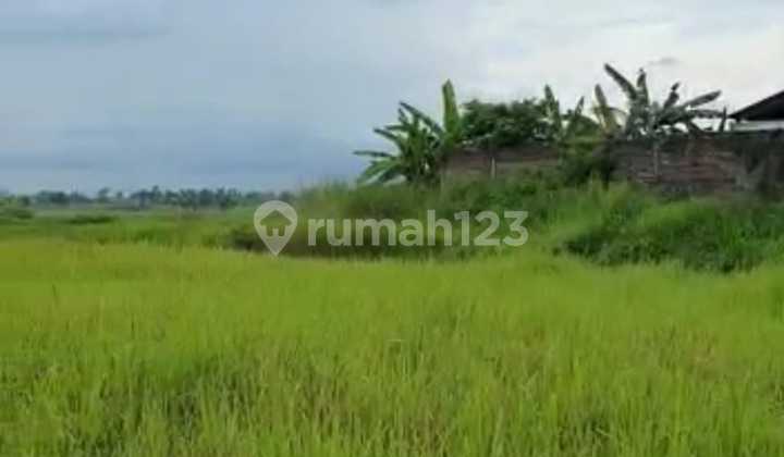 Cheap Strategic Land 5 Ha Raya Leker Rejo ~ Dadap Kuning ~ Cerme ~ Gresik Land with SHM at Gapura Dusun Leker Rejo, Jl. Raya Leker Rejo 268116, Dadapkuning, Cerme, Gresik, East Java, Indonesia, 61171, Cerme