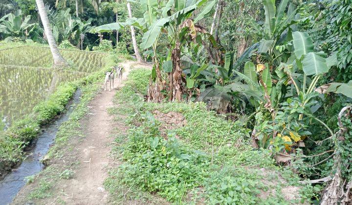 For Lease lahan tegalan siap bangun Katik Lantang Ubud 1