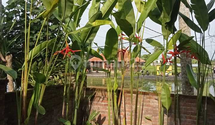 For Rent Quick Small Villa Location Jl. Cinta Ubud View Rice Field Close to Ubud Market and Tegallalang