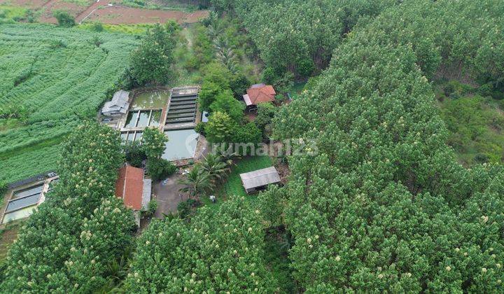 Dijual Tanah Potensial Prospek 4,5ha, Jl Tegalwaru Ciampea Bogor  2