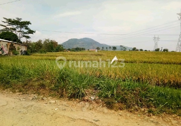 Sawah Produktip Zona Kuning Cocok untuk Rumah Hunian di Majalayajudul Ref.05276 Sawah Produktip Zona Kuning Cocok untuk Rumah Hunian di Majalayajudul Ref.05276