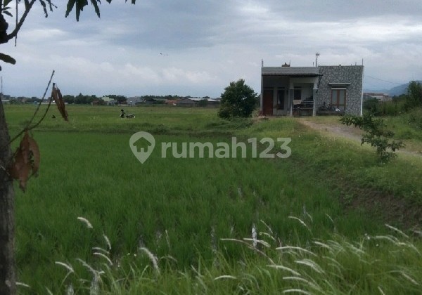 Sawah Cocok untuk Bangunan Apapun di Sapan Citarik Bojongemas Ref.05251 Sawah Cocok untuk Bangunan Apapun di Sapan Citarik Bojongemas Ref.05251