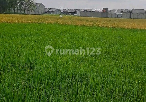 tanah lahan sawah masih aktif Bojongsoang, Cibojong Haur Hapit Ref.04873 tanah lahan sawah masih aktif Bojongsoang, Cibojong Haur Hapit Ref.04873