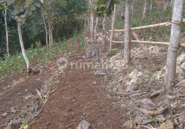 Tanah Sudah Ada Pohon Duren Cocok untuk Investasi dan Wisata di Ciwangi Limbangan Garut Ref.05176