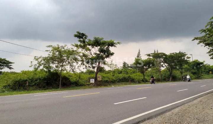 Tanah Siap Bangun Untuk Industri Nol Jalan Raya Pantura Area Widang, Tuban  1
