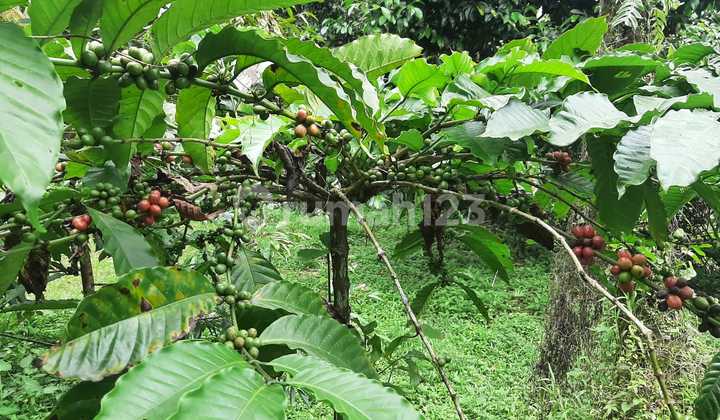 Tanah Kebun Produktif di Pinggir Jalan Desa Sangat Murah di Tabanan-Bali