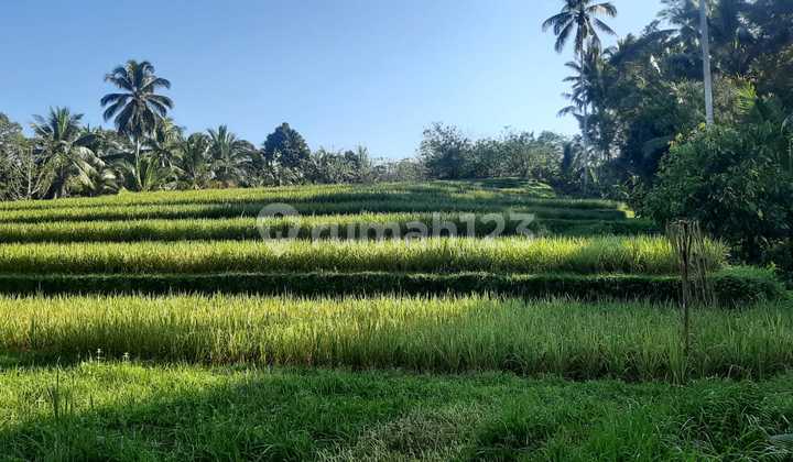 Land For Long Lease At Tabanan Regency Bali Land For Long Lease At Tabanan Regency Bali