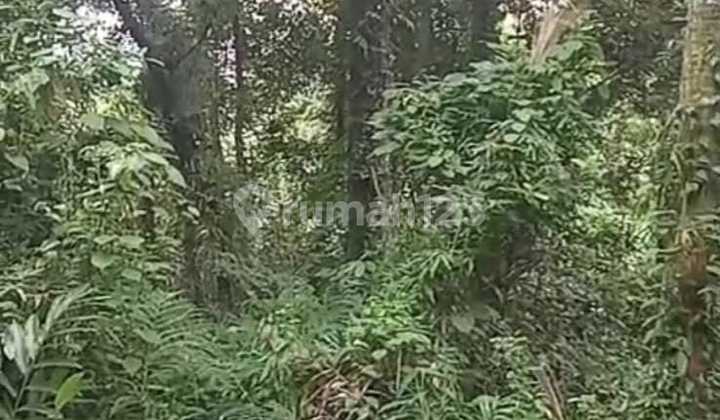 Small plot jungle view rental land in Ubud - Gianyar - Bali Small plot jungle view rental land in Ubud - Gianyar - Bali