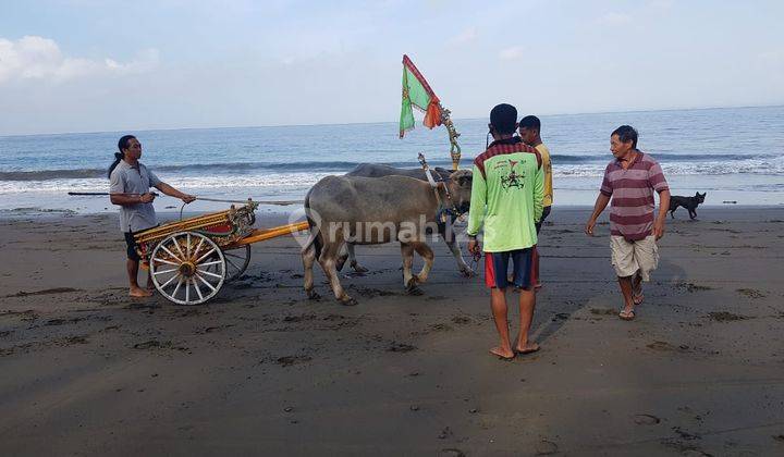 Tanah Super Murah Pinggir Pantai, Sumber Sari, Melaya, Jembrana, Bali 4