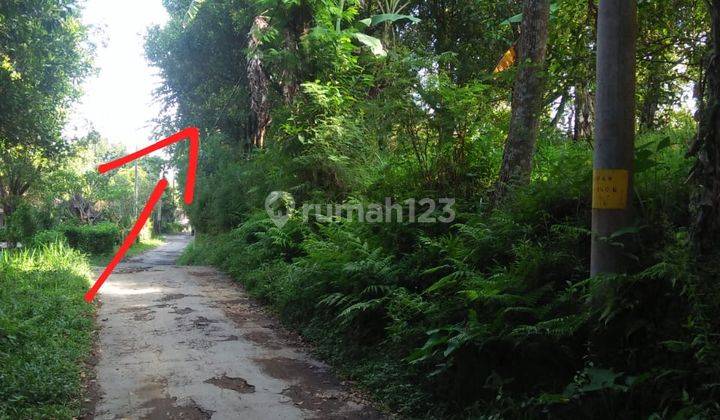  Kebun Cengkeh Dan Kopi Siap Produksi di Kintamani Bali 5