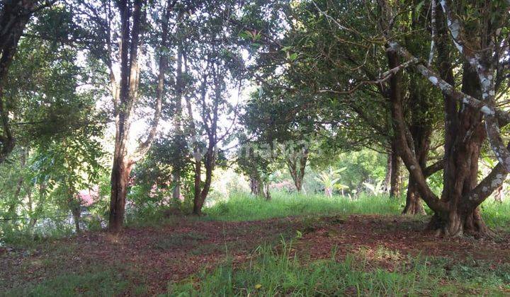  Kebun Cengkeh Dan Kopi Siap Produksi di Kintamani Bali 6