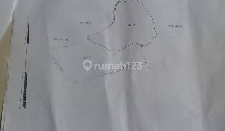 Kebun Cengkeh Produktif di Kintamani Bali 3