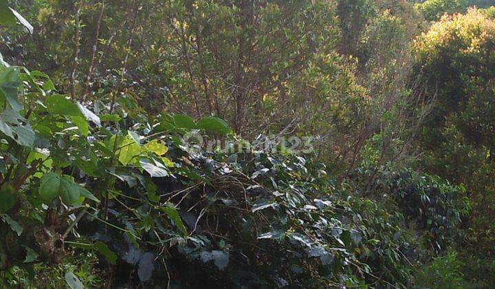 Kebun Cengkeh Produktif di Kintamani Bali 5