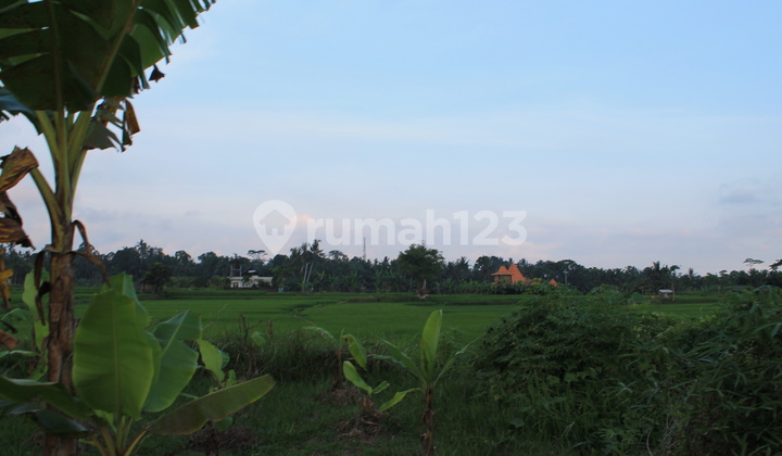 Tanah Sewa di Tengah Sawah Ubud, Bali