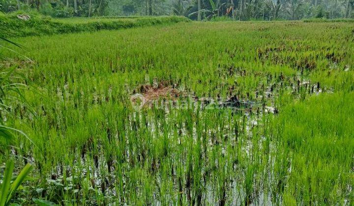 Tanah Sewa Dengan Pemandangan Sawah di Ubud Bali 2