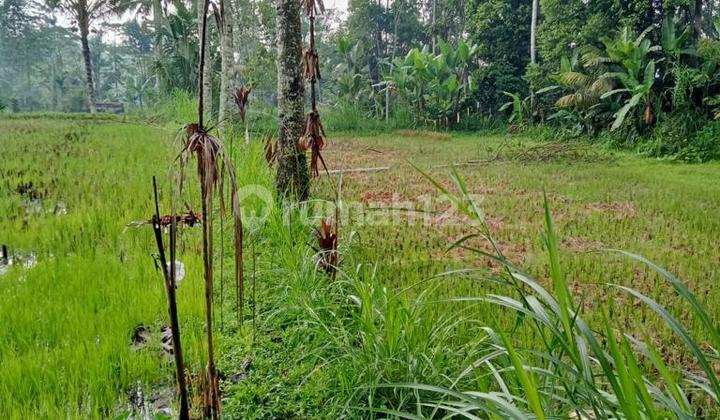 Tanah Sewa Dengan Pemandangan Sawah di Ubud Bali 1