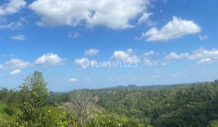 Tanah Murah Kebun Jeruk Produktif di Kintamani Bali 1