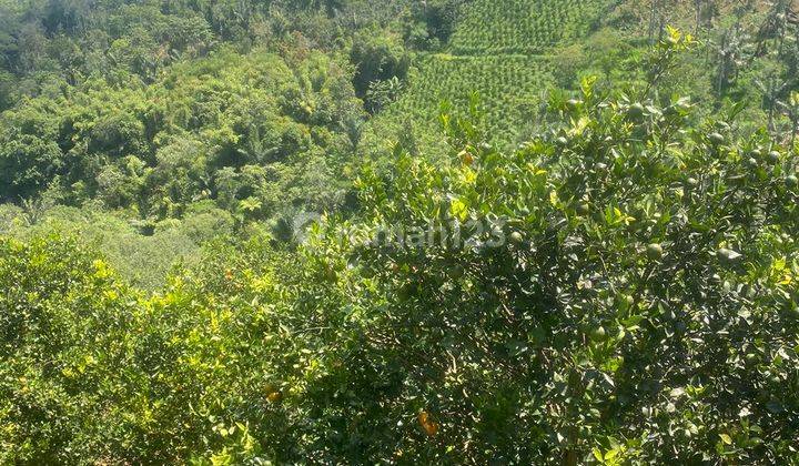 Tanah Murah Kebun Jeruk Produktif di Kintamani Bali 2