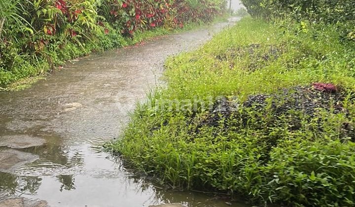 Tanah kebun Produktif di Prime location Kintamani Bangli - Bali 2