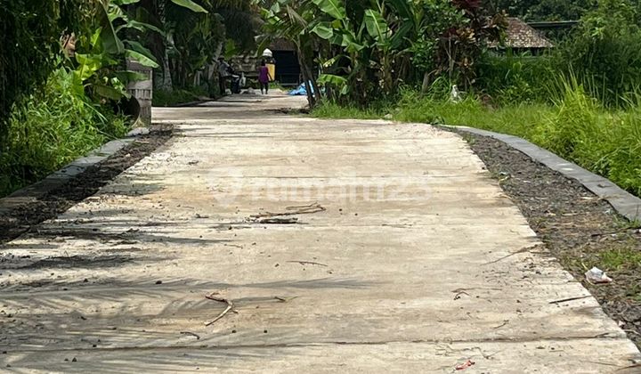 Tanah Sewa Murah dengan Pemandangan Sawah Alami di Pejeng Ubud - Bali