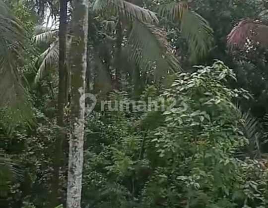 Lahan Sewa Murah di zona aman untuk membangun di Ubud Bali Lahan Sewa Murah di zona aman untuk membangun di Ubud Bali