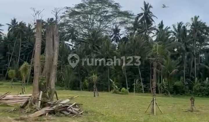 Tanah Super Murah dengan View Sawah dan Hutan di Pejeng Ubud - Bali Tanah Super Murah dengan View Sawah dan Hutan di Pejeng Ubud - Bali