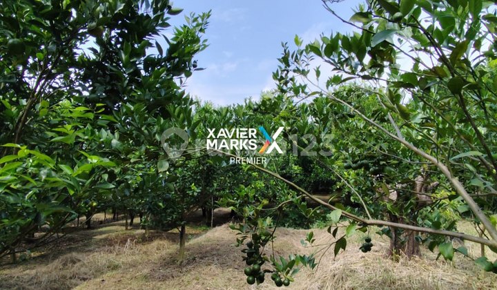 Tanah Kebun Produktif Luas di Bumiaji Batu Prospek Cerah