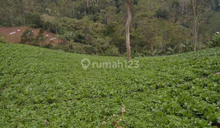 LAHAN PERTANIAN DAN AGROBISNIS 1